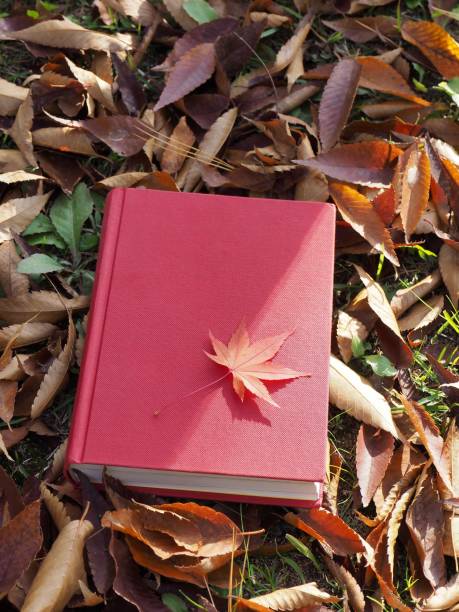 istock Books and autumn maple leaves 1059404522