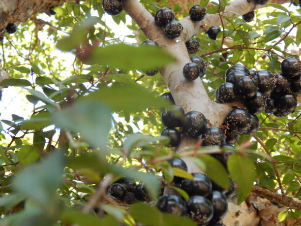 istock Jabuticabeira or Foot of Jabuticaba 1059406842