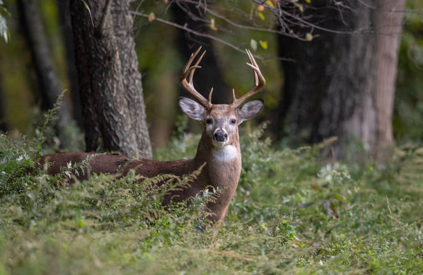 white tailed deer buck - echte herten stockfoto's en -beelden
