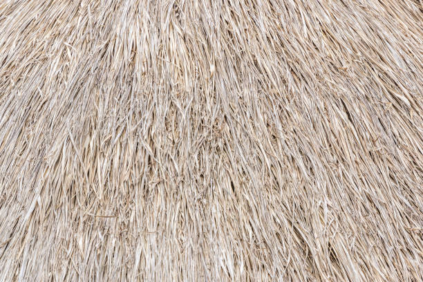 istock Close up a lot of 
Straw texture. 1059409376