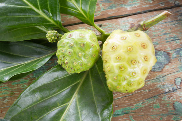 istock Noni fruits on the table, Morinda citrifolia. 1059413296