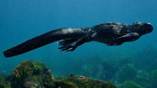Close-up view of Galapagos Marine Iguana swimming undersea Fernandina Island, Galapagos Islands, Ecuador - May 11, 2018 : Underwater sea life at Galapagos (2018_0428_0520-05-11_113132.017) lizard eating stock pictures, royalty-free photos & images