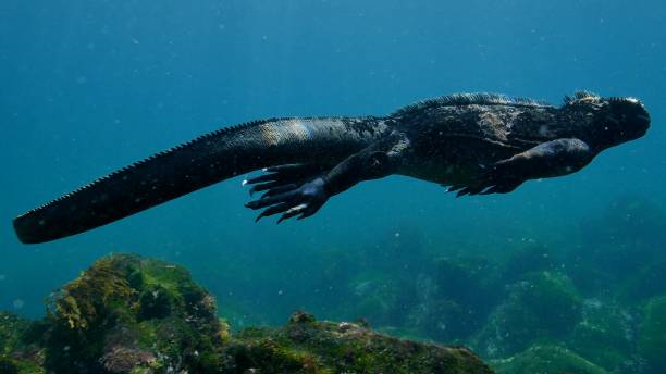 вид крупным планом на галапагосский морской игуана плавание подводных - marine iguana стоковые фото и изображения