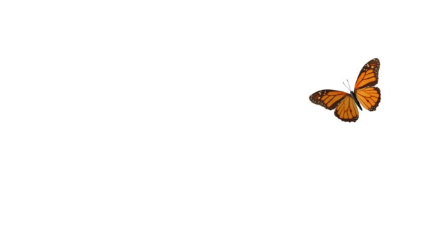 Butterfly flying + alpha