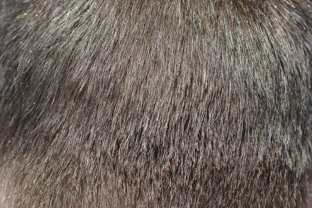 istock Male head with short-cropped gray hair 1059420118