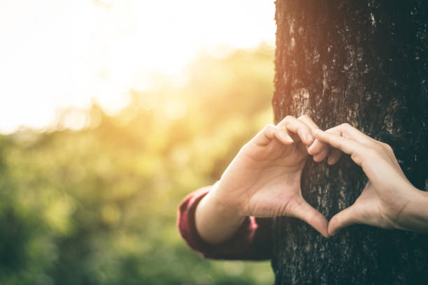 istock Cropped Hands Of Woman Making Heart Shape On Tree 1059422226