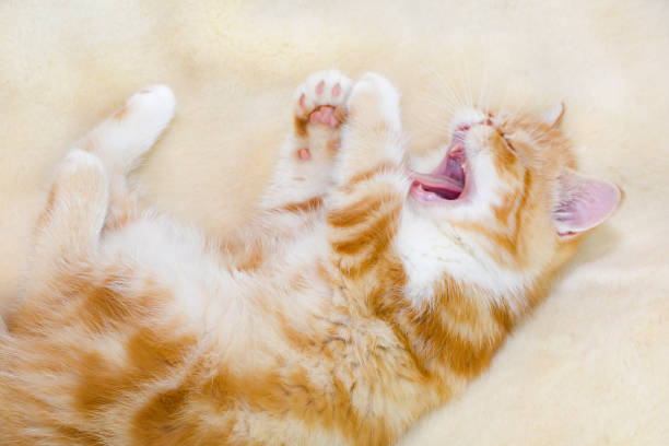 istock Little kitten exotic breed color red marble lying on the couch 1059422296