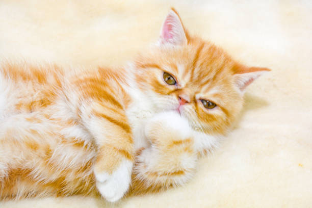 Little kitten exotic breed color red marble lying on the couch