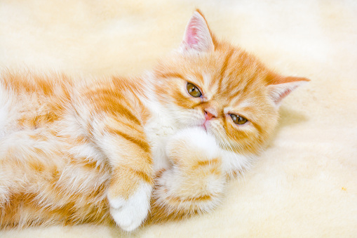 Little kitten exotic breed color red marble lying on the couch