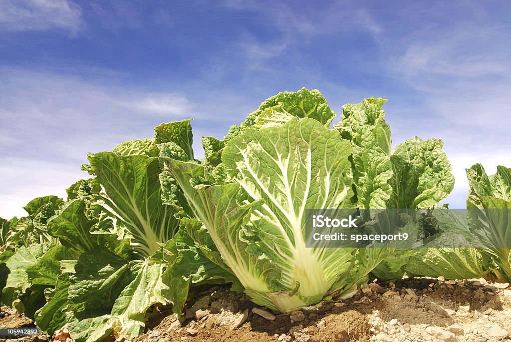 Legumes campo. - Royalty-free Agricultura Foto de stock