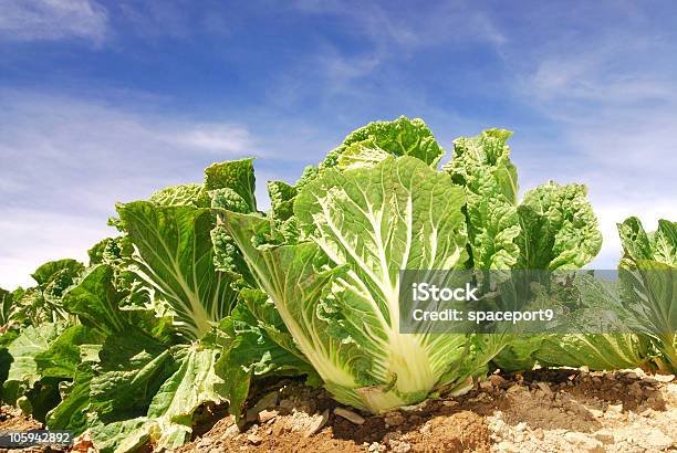 Legumes Campo - Fotografias de stock e mais imagens de Agricultura - Agricultura, Alimentação Saudável, Ao Ar Livre