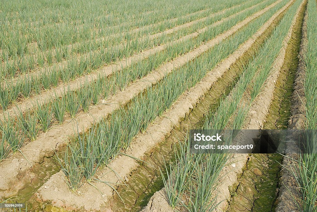 Cebolla verde farm. - Foto de stock de Agricultura libre de derechos