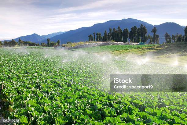 Zielony Warzywa Farm - zdjęcia stockowe i więcej obrazów Azja - Azja, Chiny, Dieta