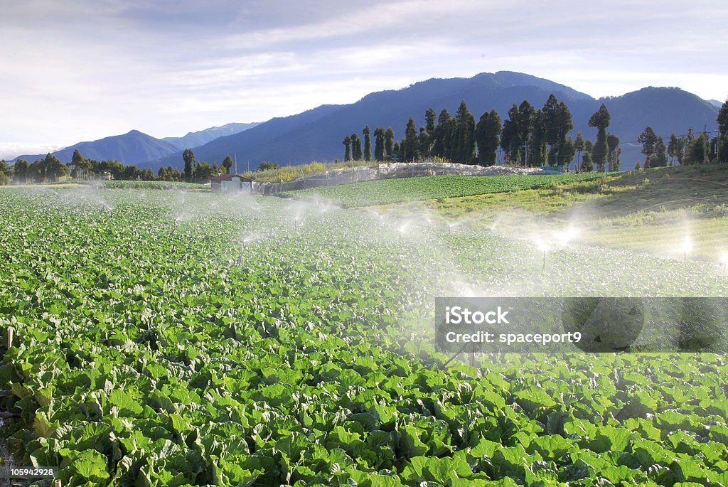 Legumes do campo verde - Foto de stock de Agricultura royalty-free