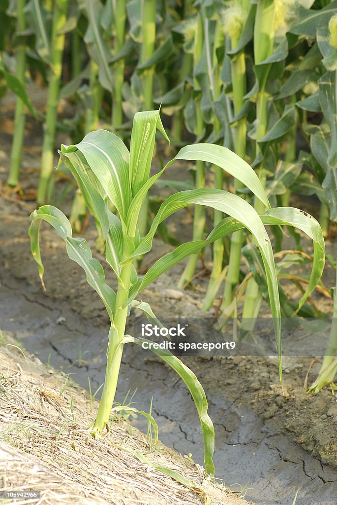 Fazenda de milho. - Foto de stock de Agricultura royalty-free