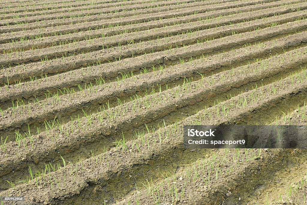 Verde orion campo. - Foto de stock de Agricultura libre de derechos