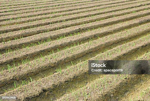 Verde Orion Campo Foto de stock y más banco de imágenes de Agricultura - Agricultura, Aire libre, Ajo