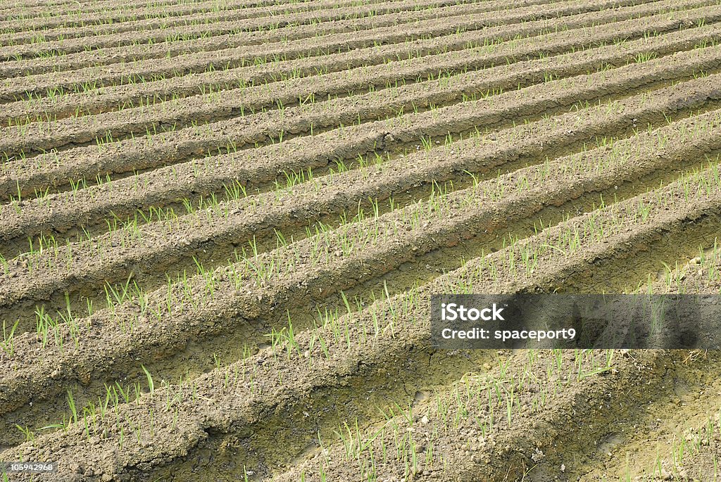 Campo verde di orion. - Foto stock royalty-free di Aglio - Alliacee