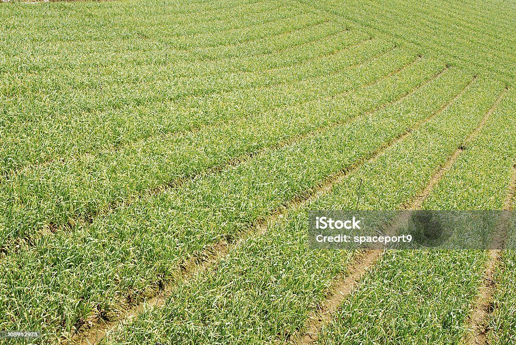 Ajo col de granja - Foto de stock de Agricultura libre de derechos