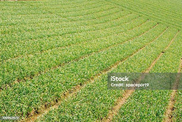 Ajo Col De Granja Foto de stock y más banco de imágenes de Agricultura - Agricultura, Aire libre, Ajo