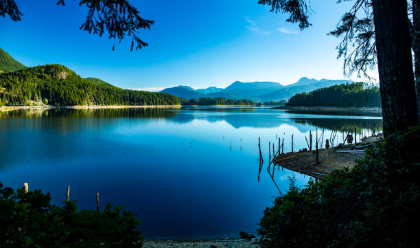 A morning view of Lois Lake with tree stumps stock photo