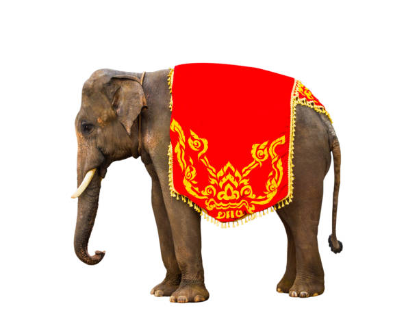 istock Elephant has beautiful and large isolated on white background. colorful painted elephant  ,beside decorated elephants in Thailand. 1059430666