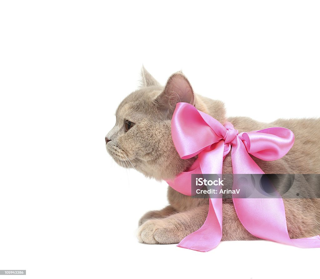 Британский кремовый Американская короткошёрстная кошка - Стоковые фото Домашняя кошка роялти-фри