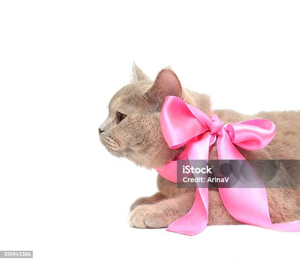 Британский Кремовый Американская Короткошёрстная Кошка — стоковые фотографии и другие картинки Домашняя кошка