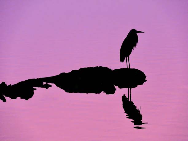 Heron Silhouette stock photo