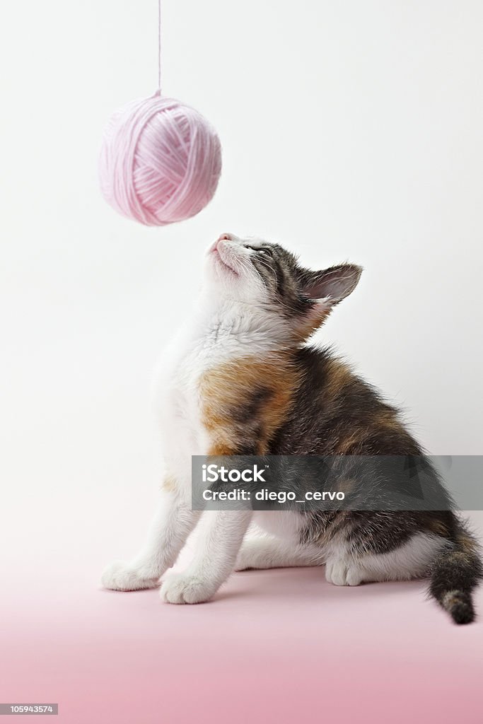 Gato brincando com fios - Royalty-free Animal Foto de stock