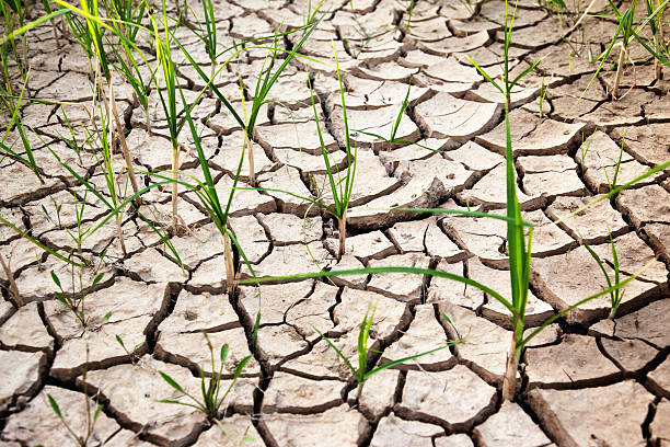 istock New life in dry desert 105943909