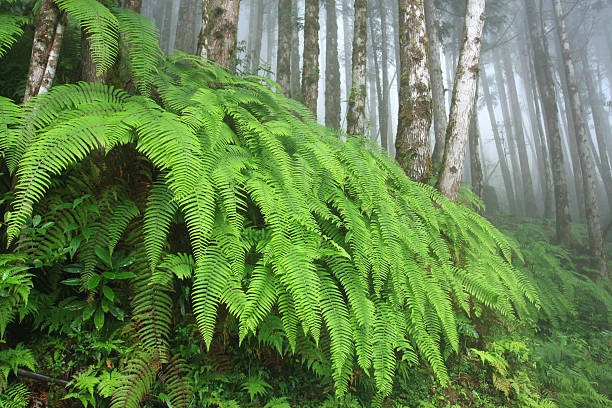 misty forest with green jungle scenery