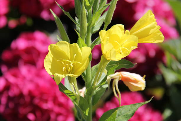 istock Bouquet of yellow flowers 1059440040