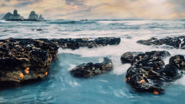 A long exposure of a wild nature scene from the west coast of New Zealand's South Island, showing rocks at low tide which are home to a large, colorful starfish called the reef star, or pātangaroa, which eats mussels on the rocks. Near Punakaiki. A group of rocks at low tide with some large orange starfish attached to them as waves swirl around the rocks, looking silky from a long exposure. The scene looks rugged and wild, with large pinnacle rocks rising out of the sea in the distant background. punakaiki stock pictures, royalty-free photos & images