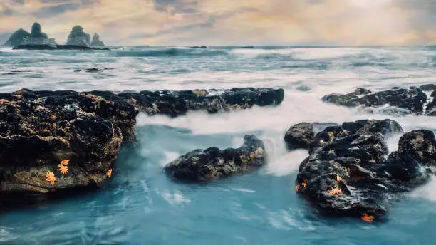 A group of rocks at low tide with some large orange starfish attached to them as waves swirl around the rocks, looking silky from a long exposure. The scene looks rugged and wild, with large pinnacle rocks rising out of the sea in the distant background.