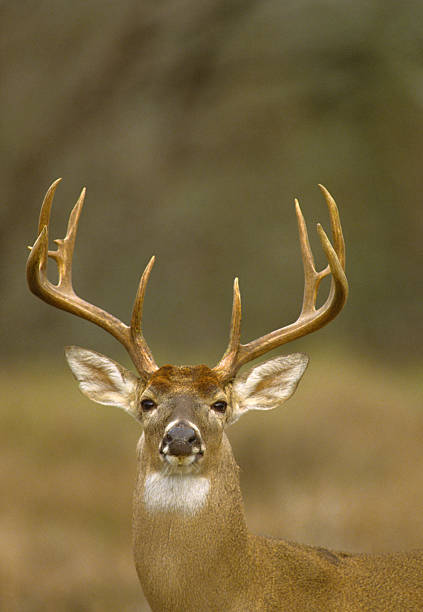 istock White-tailed Buck Portrait 105944083