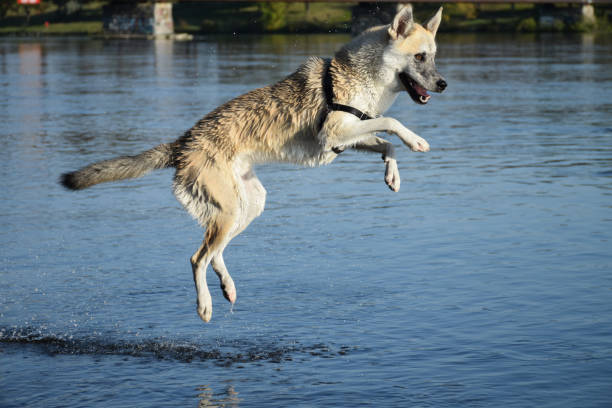 istock Dog jumping in the water 1059444456