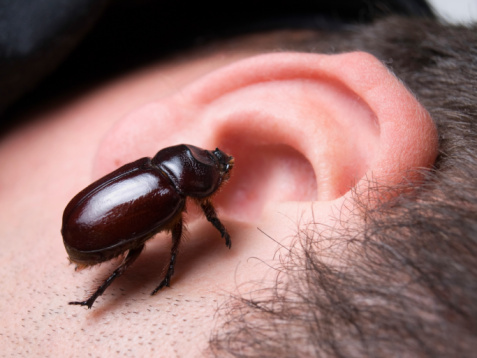 We've all heard stories about bugs crawling into people's ears and staying there.
