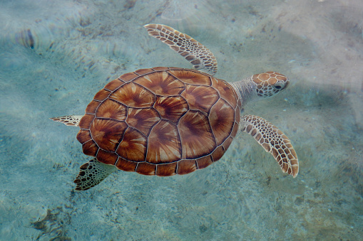 Green Sea Turtles (Chelonia mydas) live in tropical and subtropical coastal waters around coral reefs and sandy shores. It is listed as endangered and protected in most countries. Grand Cayman, Cayman Islands. 