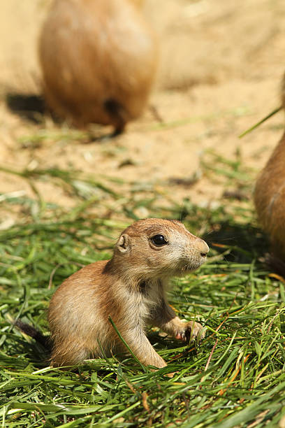istock Baby prairie dog 105944599