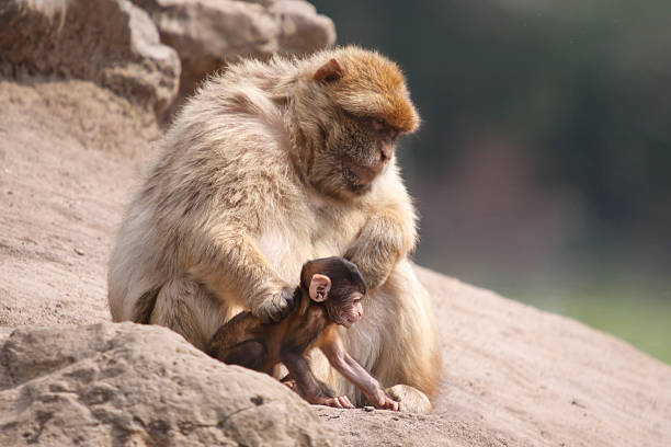 Photo of a Barbary Macaque mother and her child.