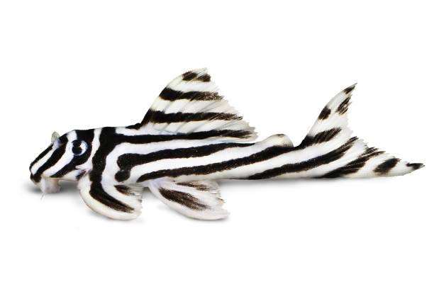 Zebra Pleco L-046 Hypancistrus zebra Plecostomus aquarium fish Zebra Pleco L-046 Hypancistrus zebra Plecostomus aquarium fish hypostomus plecostomus stock pictures, royalty-free photos & images