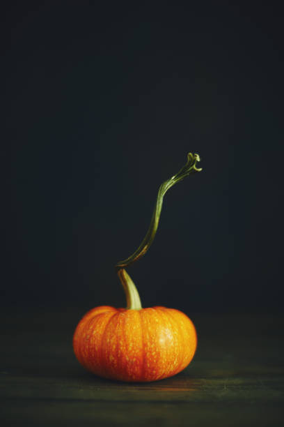 istock Pumpkin still life for Thanksgiving 1059448516
