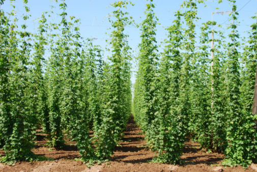 Willamette Valley hops growing for the microbrew market near Salem Oregon