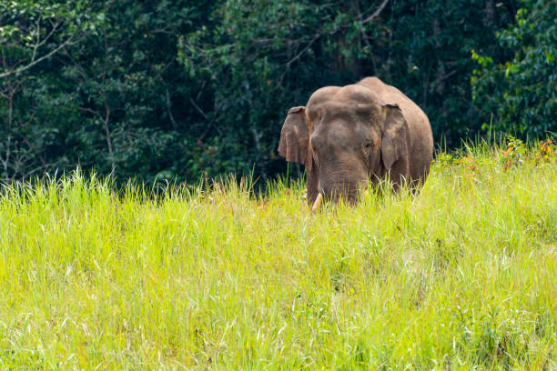 istock Wild elephant walking in meadow in national park 1059449190