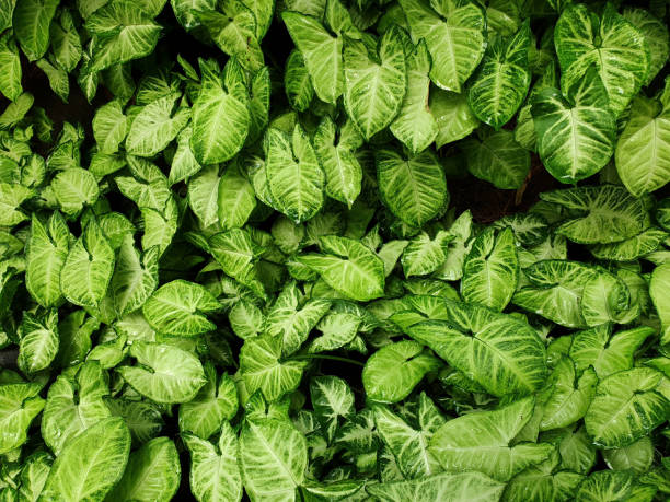istock Nature-Plant 002 1059450864