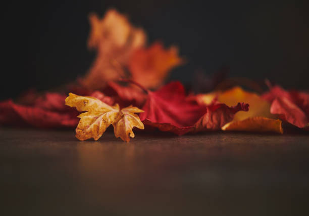 istock Autumn Background with Real Leaves 1059451246