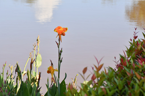 Red flower with water in the background