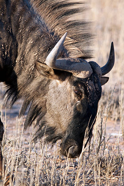 istock Blue wildebeest in Kalahari 105945223