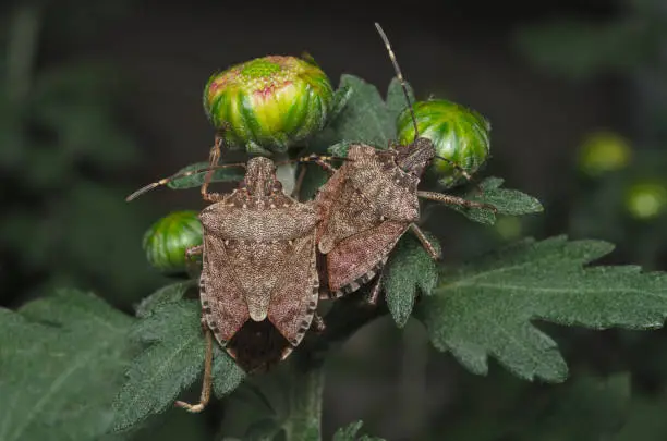 Brown marmorated stink bug (Halyomorpha halys) on green leaves (Ita: cimice asiatica; Deu: Marmorierte Baumwanze; Fra: Punaise diabolique: Spa: Bernat marbrejat)